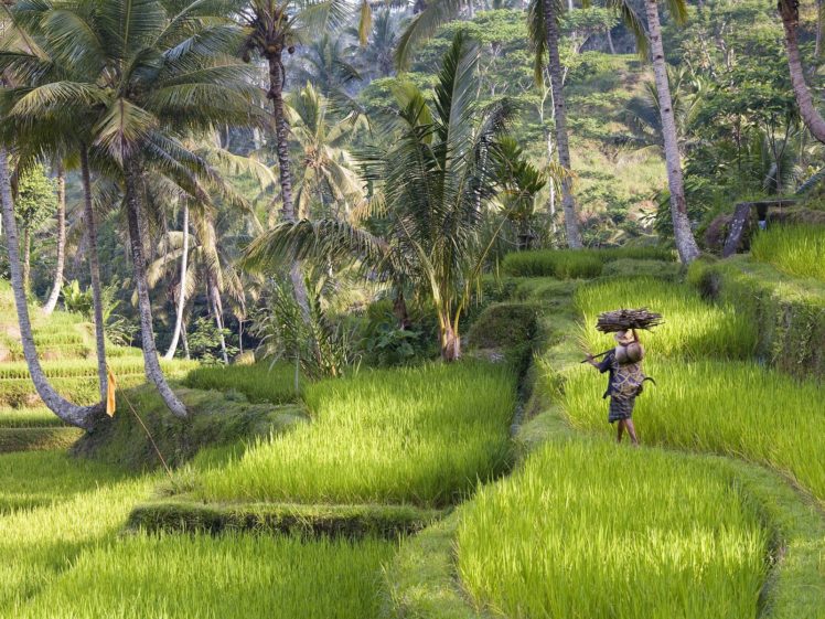 landscapes, Rice, Indonesia HD Wallpaper Desktop Background