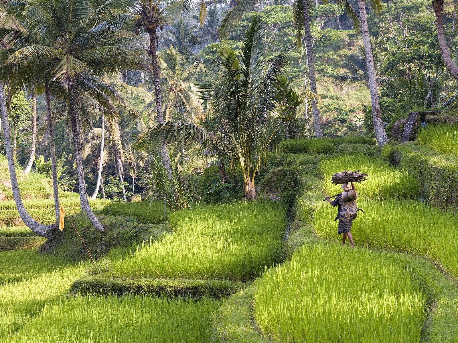 landscapes, Rice, Indonesia Wallpaper