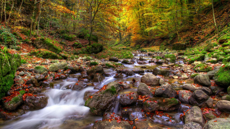 trees, Forest, Autumn, Fall HD Wallpaper Desktop Background