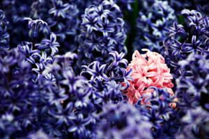 nature, Flowers, Macro, Hyacinths