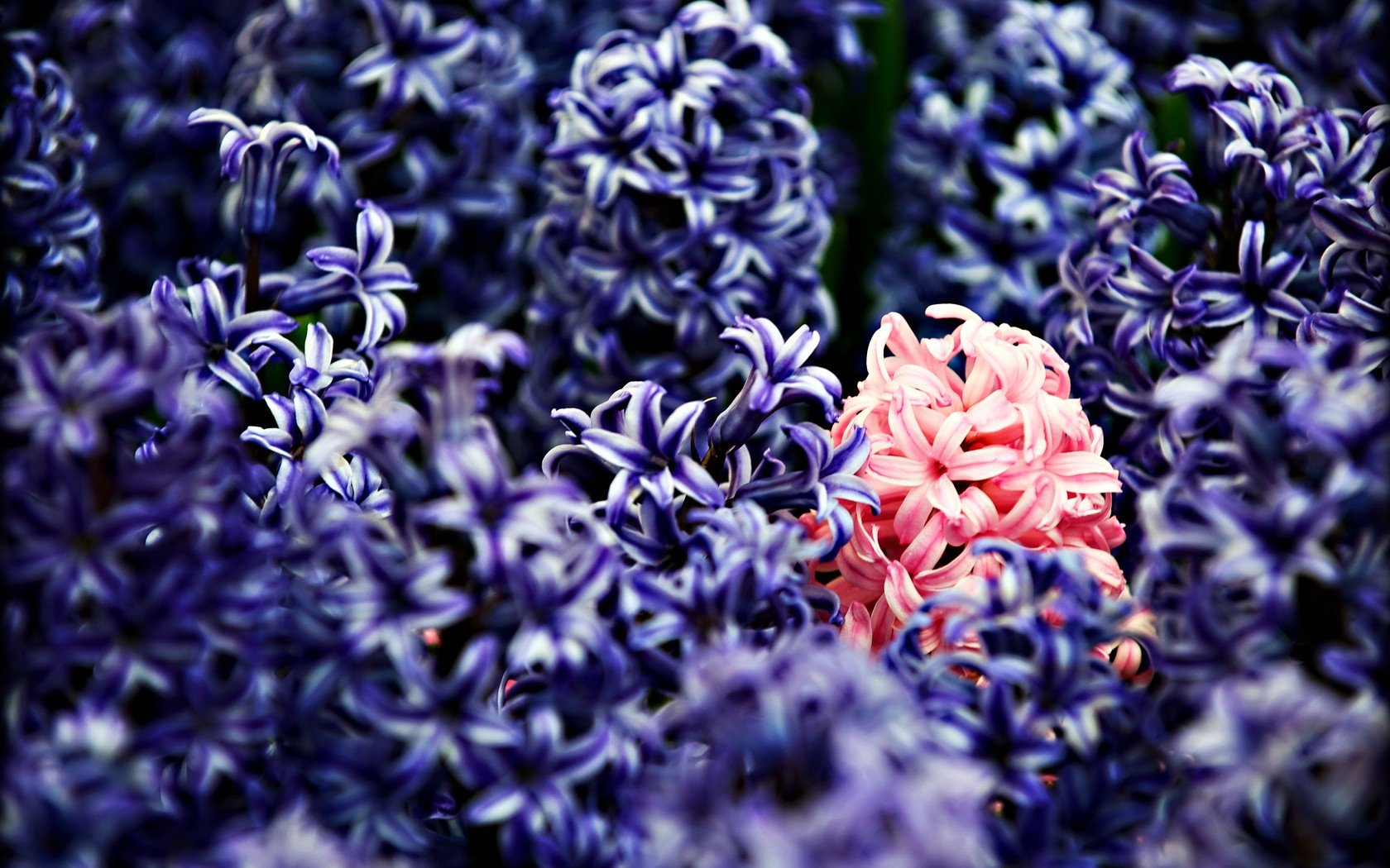 nature, Flowers, Macro, Hyacinths Wallpaper