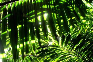 nature, Leaves, Sunlight, Palm, Leaves