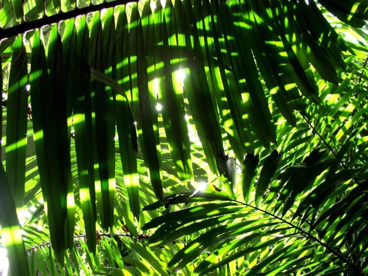 nature, Leaves, Sunlight, Palm, Leaves HD Wallpaper Desktop Background