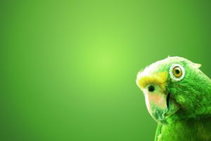 green, Birds, Parrots, Green, Background