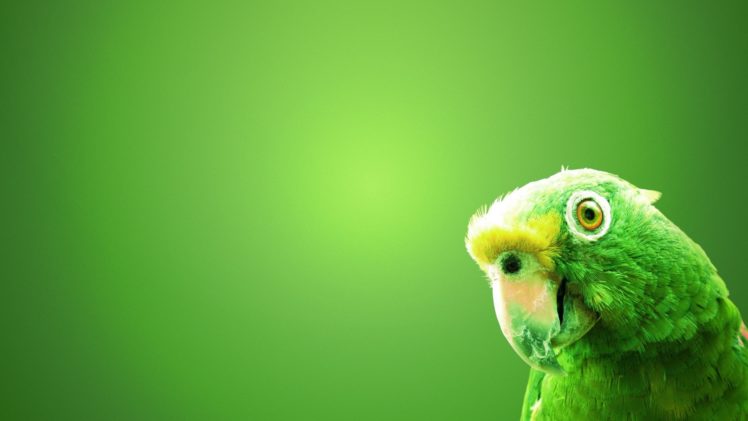 green, Birds, Parrots, Green, Background HD Wallpaper Desktop Background
