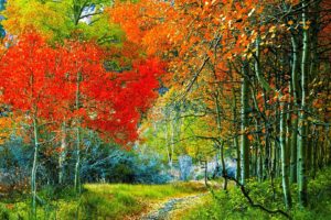 nature, Trees, Autumn