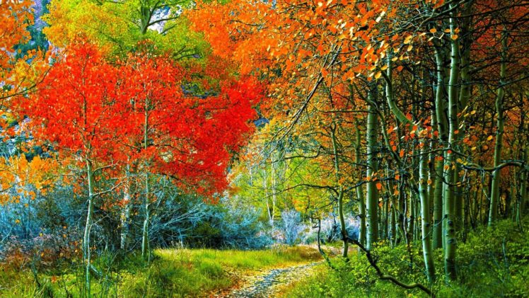 nature, Trees, Autumn HD Wallpaper Desktop Background