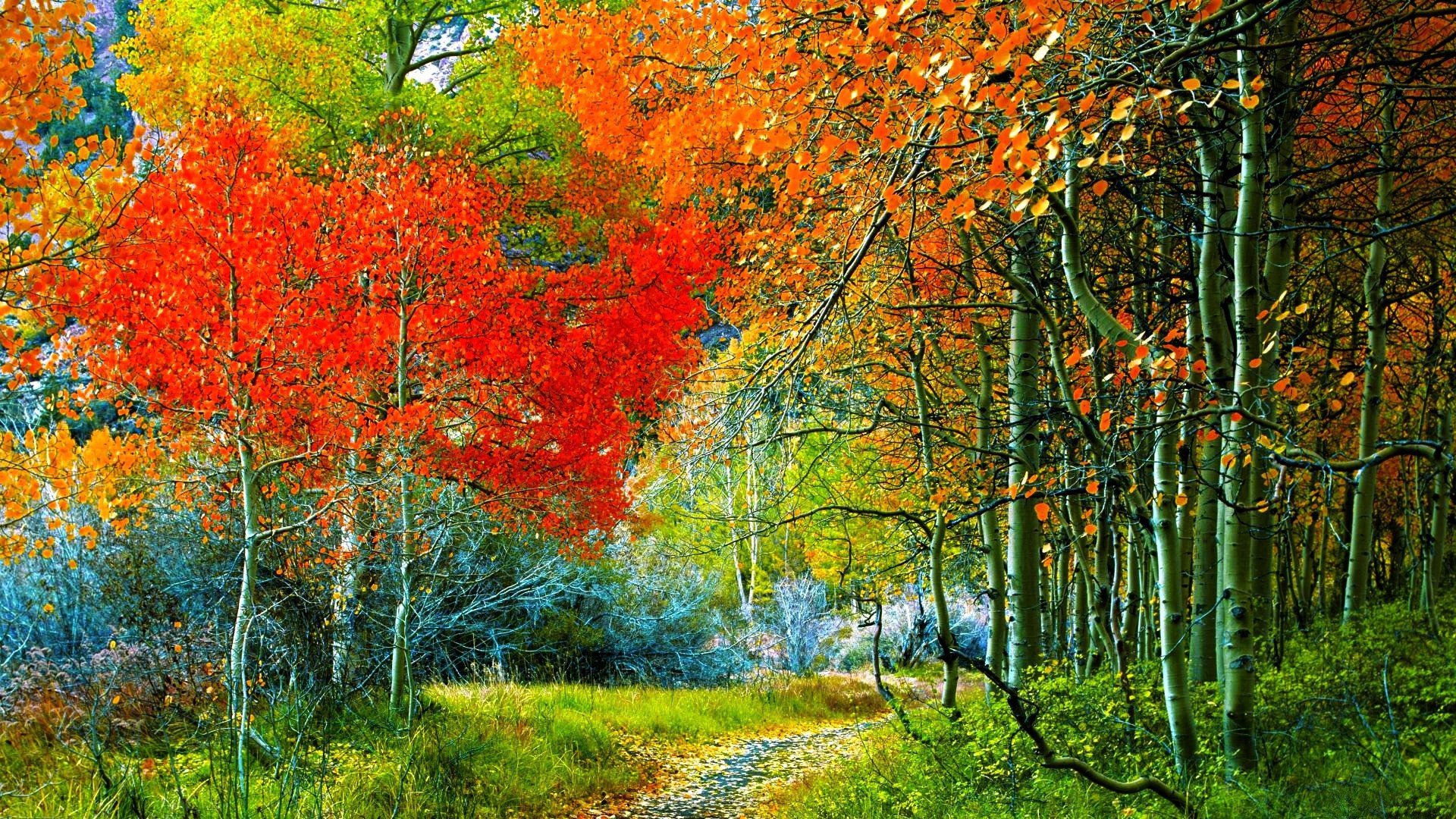 nature, Trees, Autumn Wallpaper