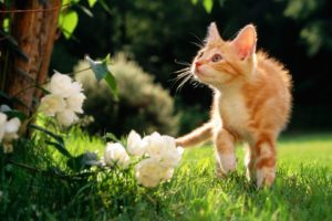 flowers, Cats, Animals, Orange, Grass, Outdoors, Kittens