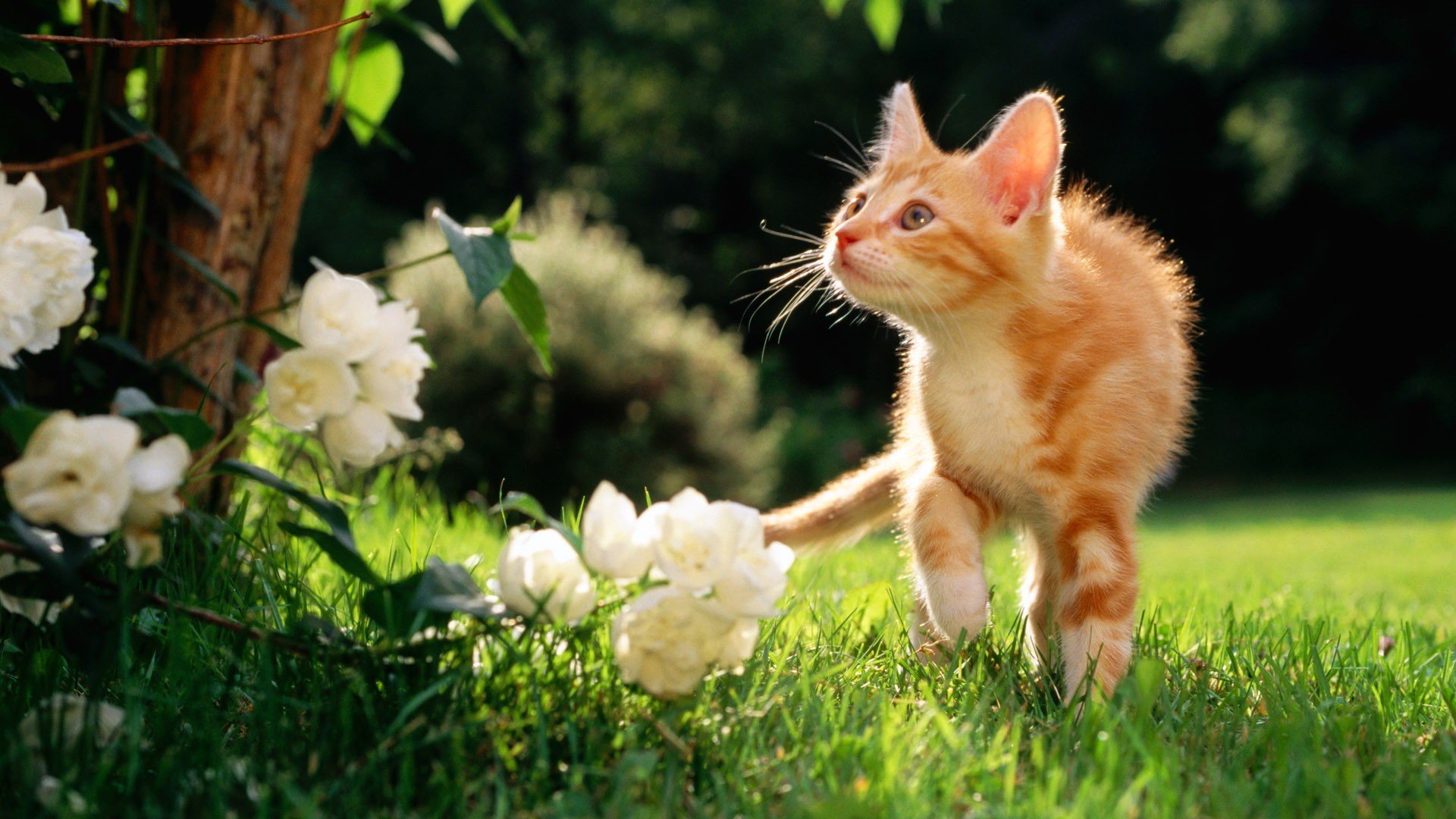 flowers, Cats, Animals, Orange, Grass, Outdoors, Kittens Wallpaper