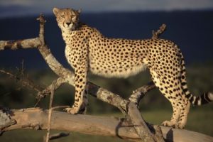 cheetahs, Mara, Kenya, Wild, Cats