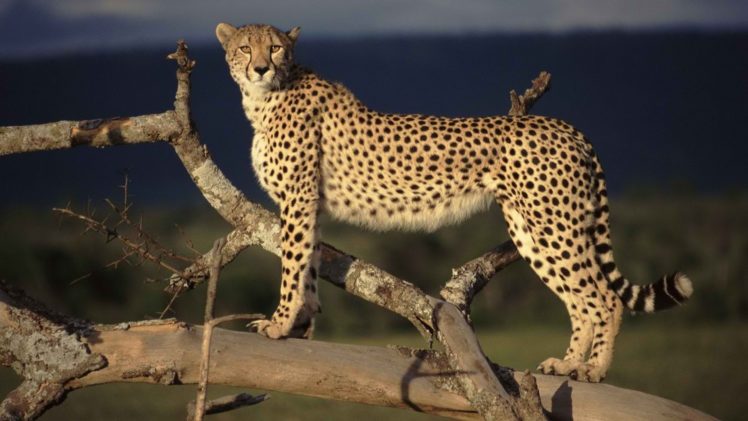 cheetahs, Mara, Kenya, Wild, Cats HD Wallpaper Desktop Background