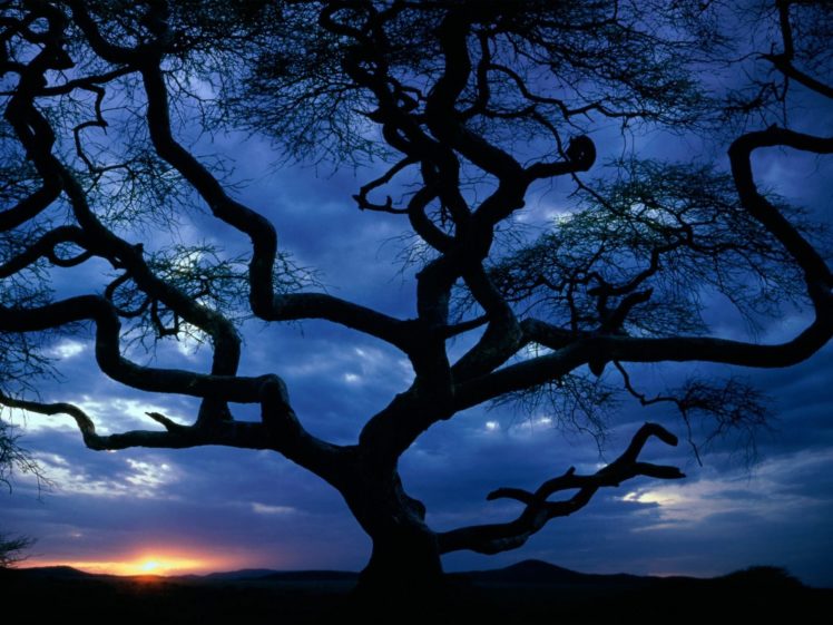 sunset, Clouds, Nature, Trees HD Wallpaper Desktop Background