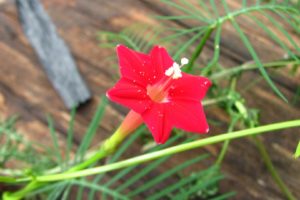 flower, Red, Tropical, Indonesia, Depok