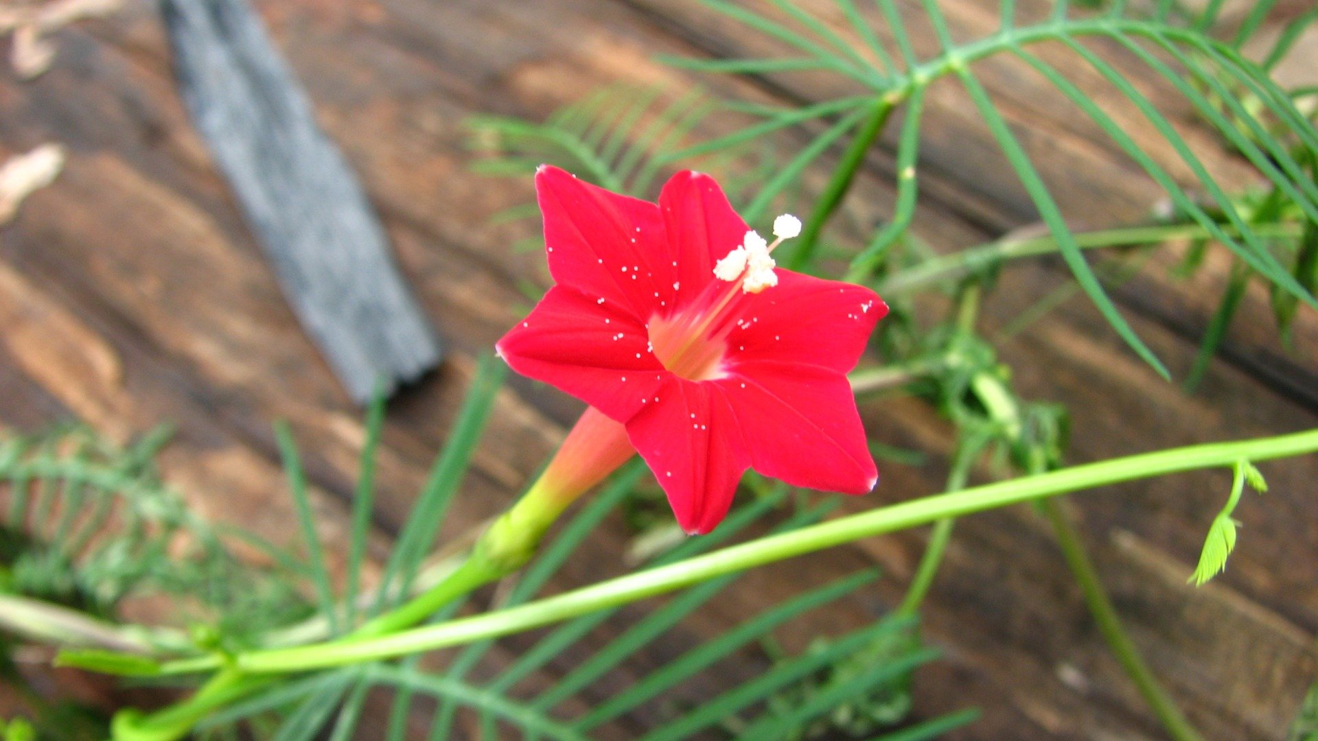 flower, Red, Tropical, Indonesia, Depok Wallpaper