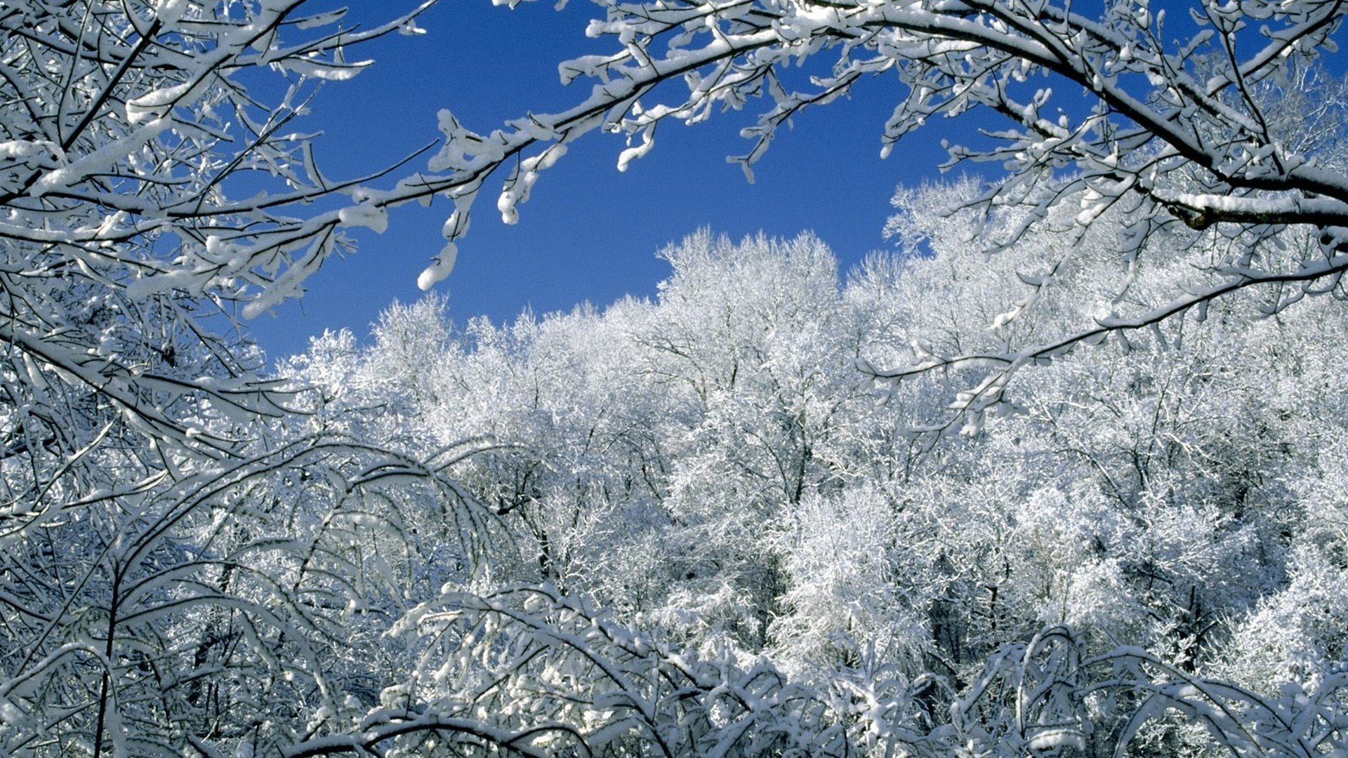 snow, Trees, Tennessee, Parks Wallpaper