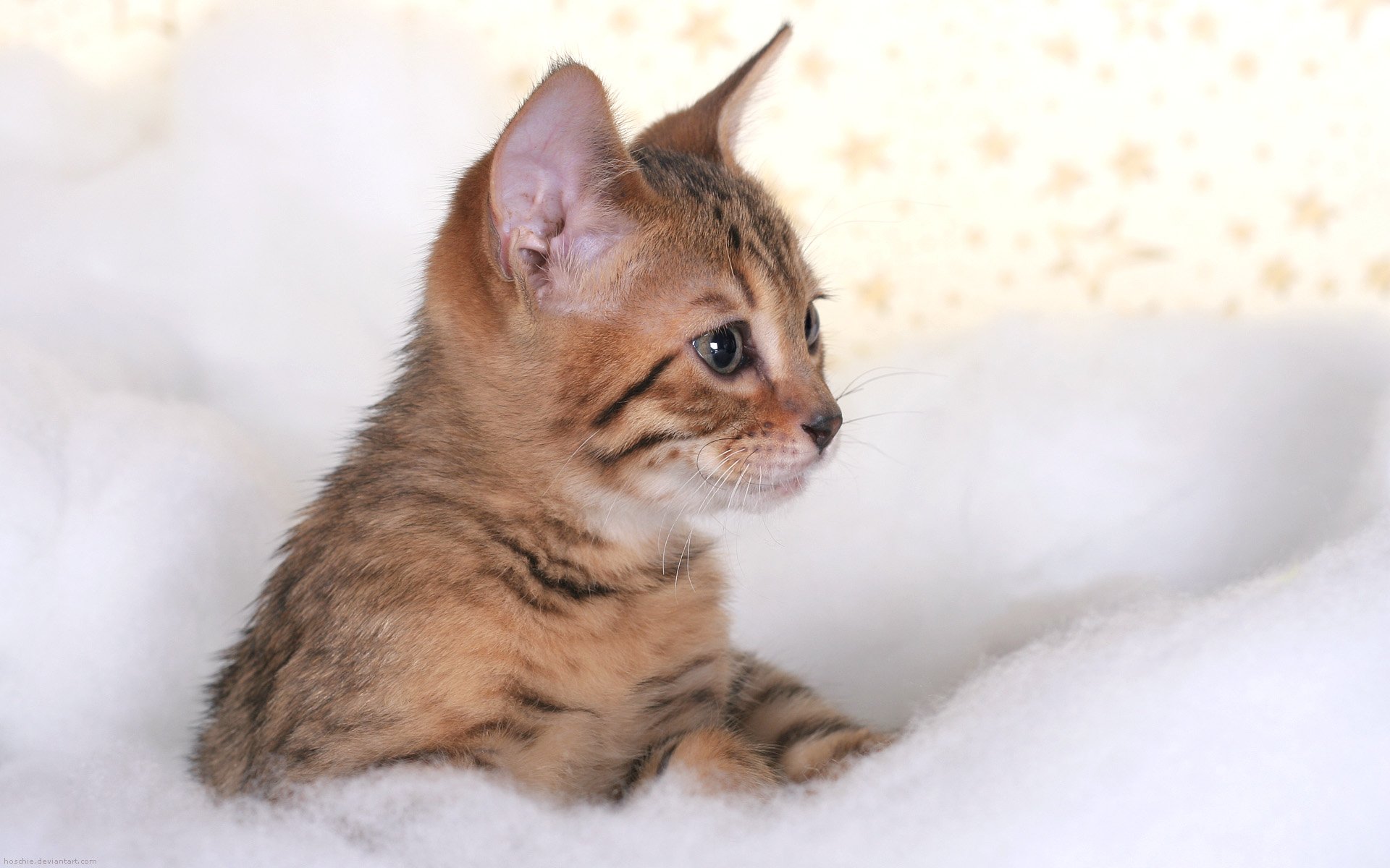 cats, Kittens Wallpaper