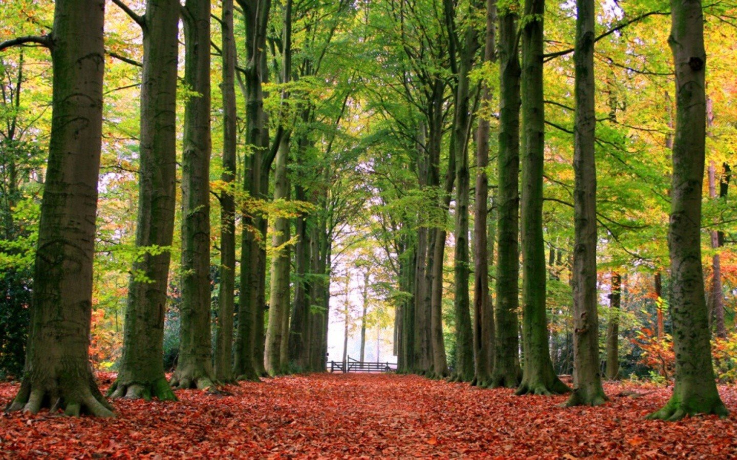 autumn, Roads Wallpaper