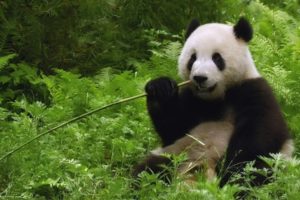 bamboo, Plants, Panda, Bears