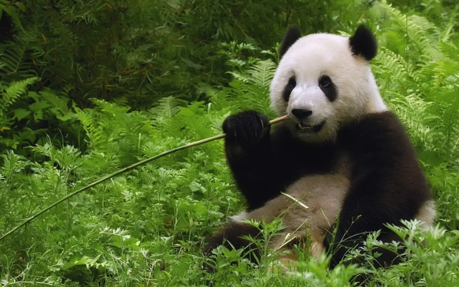 bamboo, Plants, Panda, Bears Wallpaper