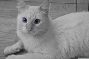 white, Cats, Blue, Eyes, Animals, Sepia, Azul