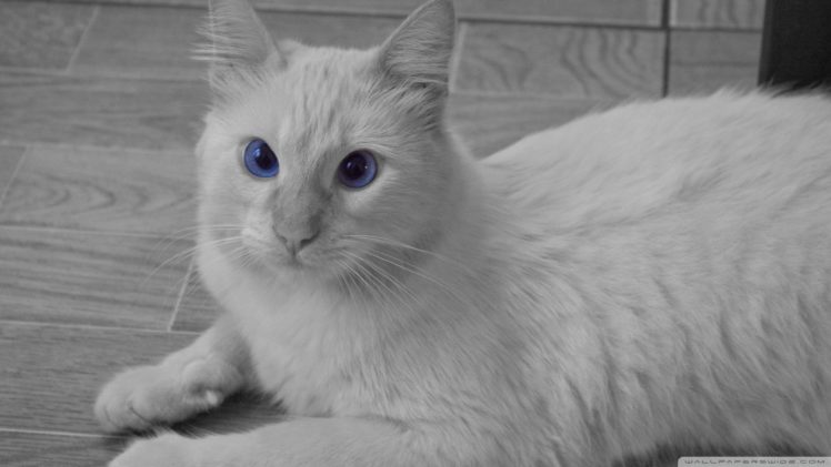 white, Cats, Blue, Eyes, Animals, Sepia, Azul HD Wallpaper Desktop Background