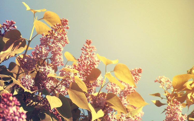 nature, Spring, Blossoms, Lilac HD Wallpaper Desktop Background