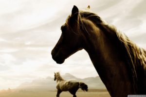 nature, Animals, Horses