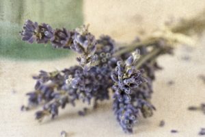 flowers, Lavender