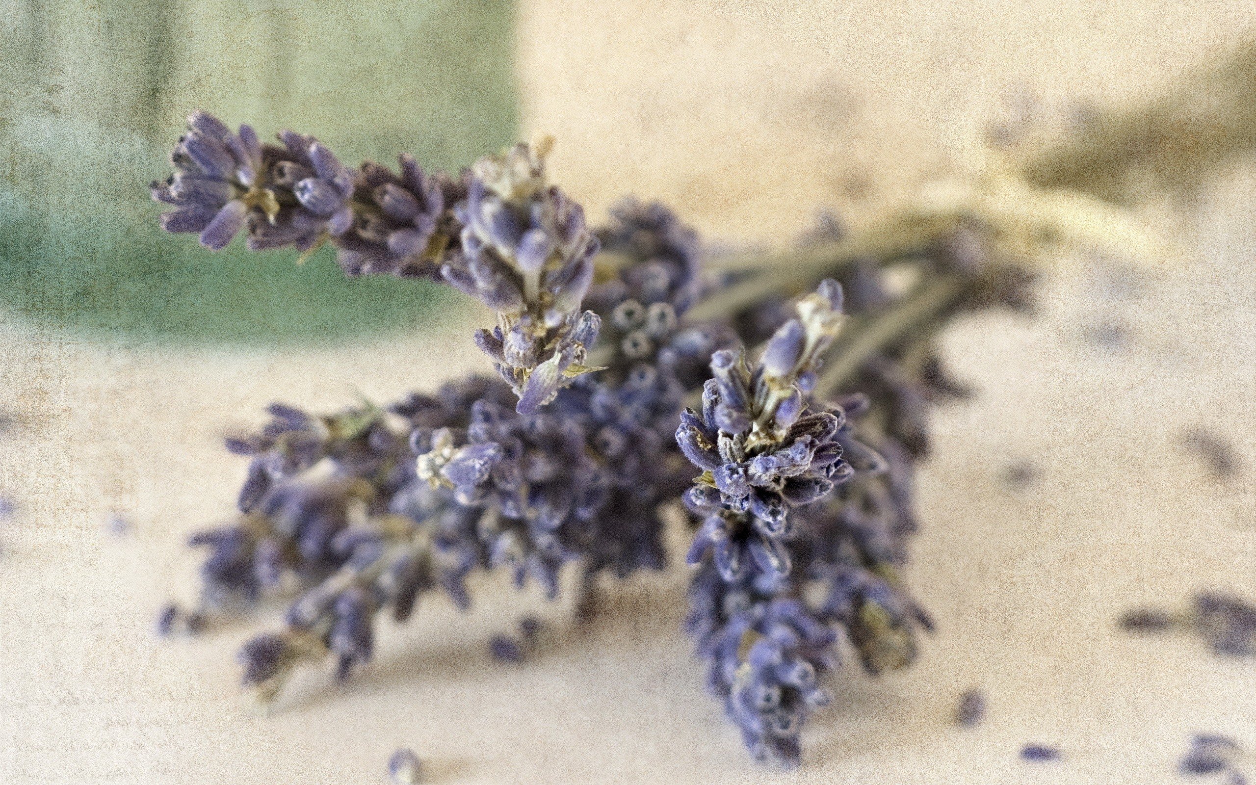 flowers, Lavender Wallpaper