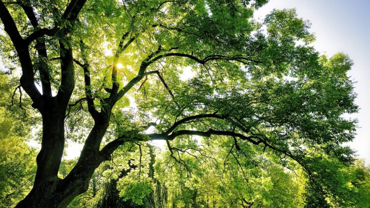 nature, Trees, Sunlight HD Wallpaper Desktop Background