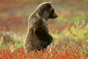 alaska, Grizzly, Bears, National, Park