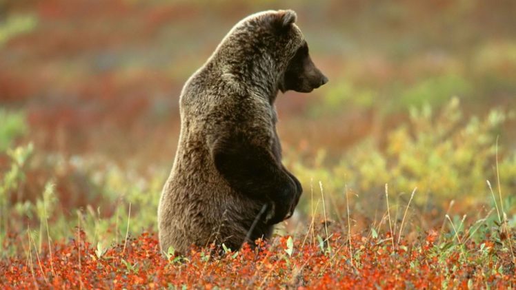 alaska, Grizzly, Bears, National, Park HD Wallpaper Desktop Background