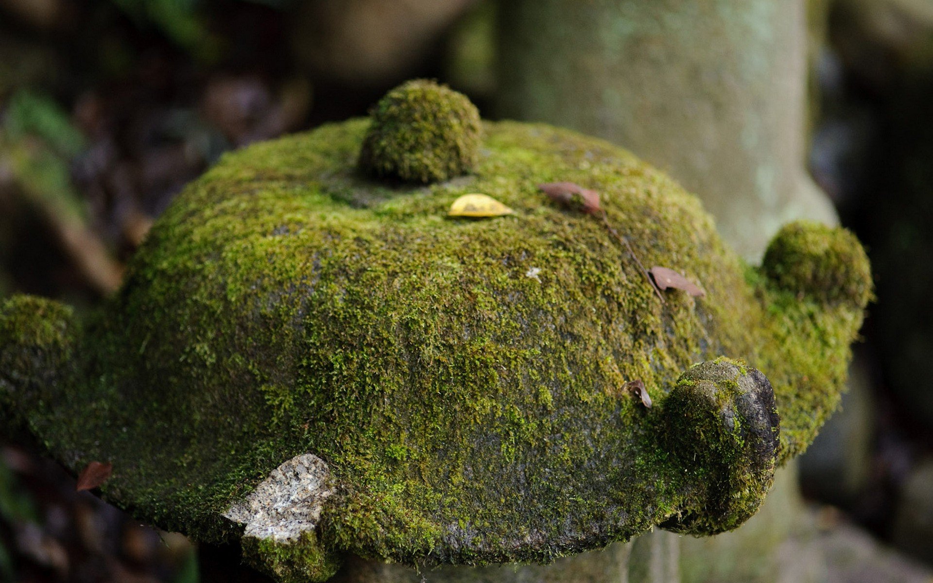 japan, Moss Wallpaper