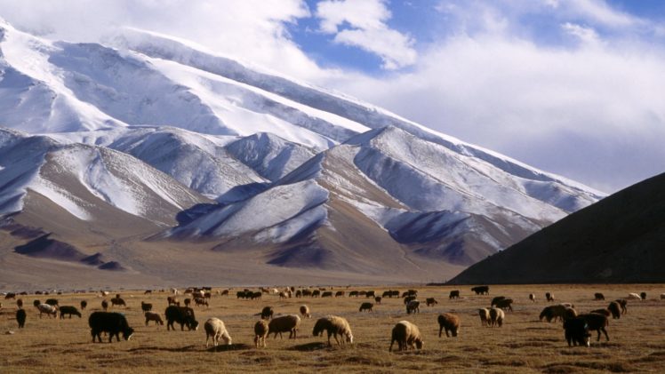 mountains, China, Yak, Grassland HD Wallpaper Desktop Background