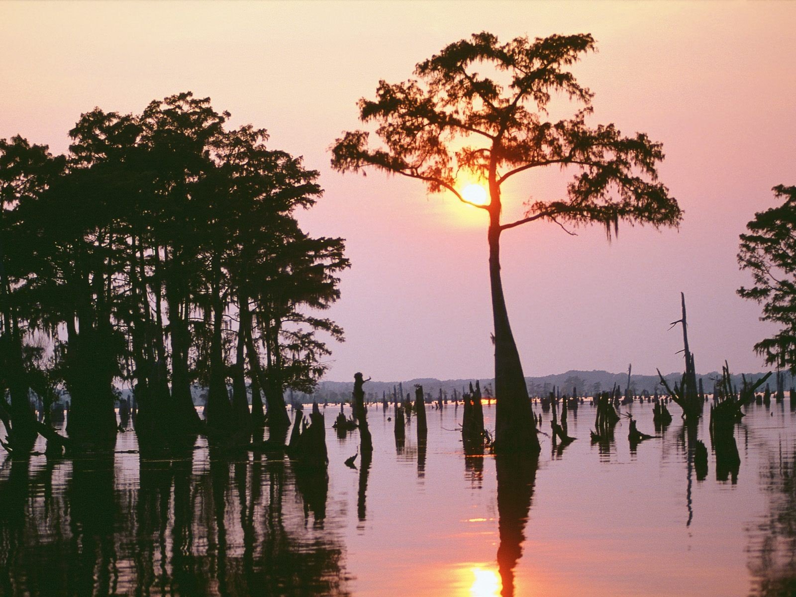 sunset, Trees, Louisiana Wallpaper