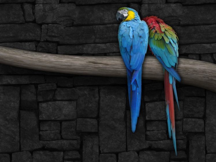 abstract, Birds, Parrots, Renders HD Wallpaper Desktop Background