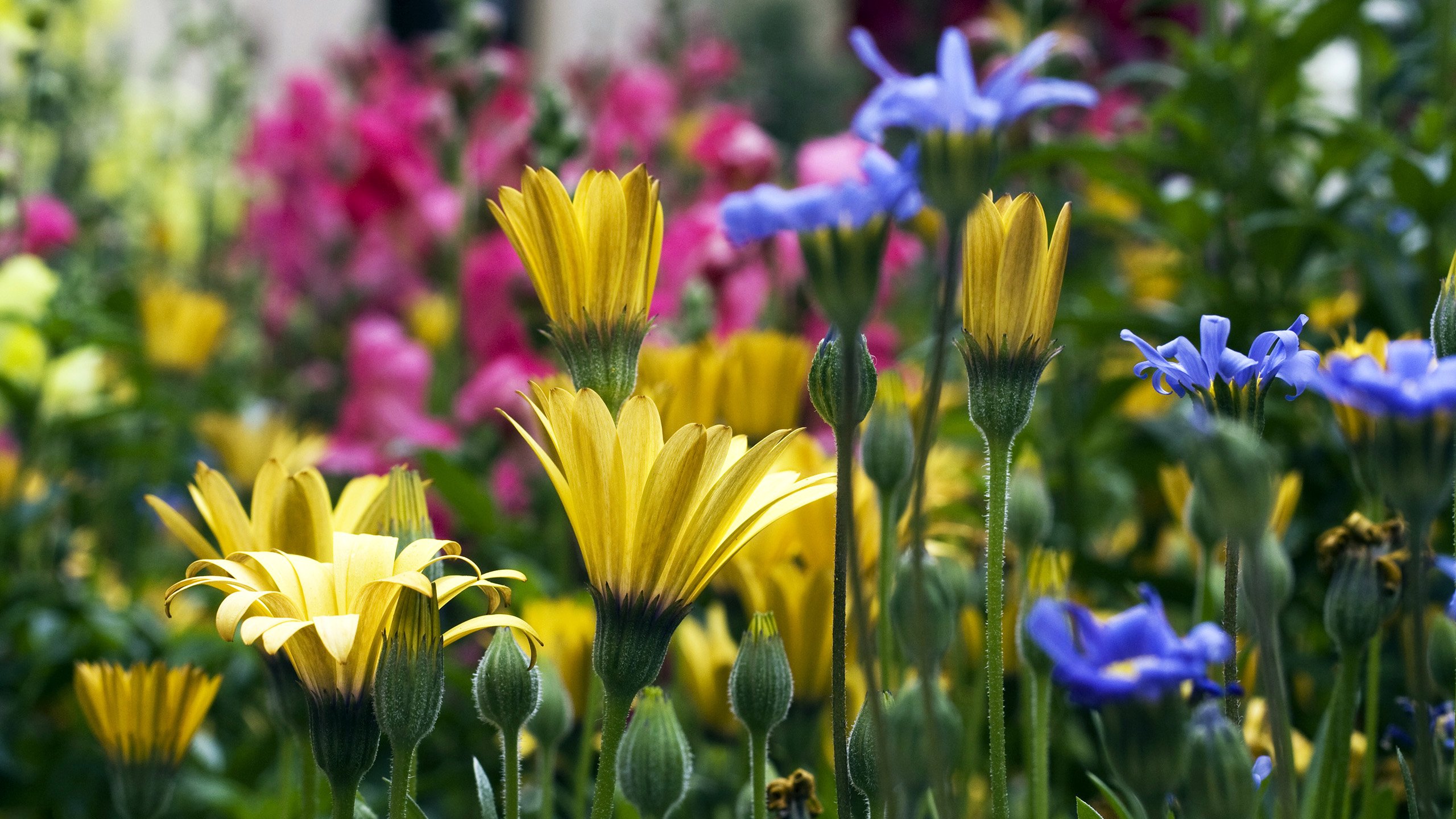 flowers Wallpaper