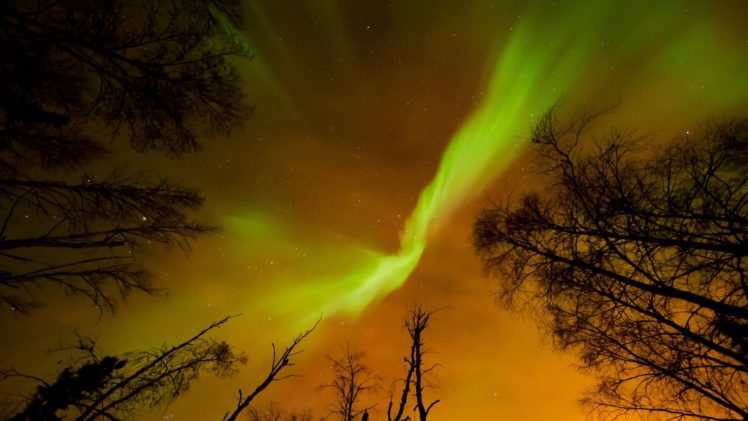 trees, Night, Lights, Aurora, Borealis, Norther HD Wallpaper Desktop Background