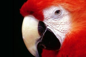 birds, Parrots, Scarlet, Macaws, Macaw