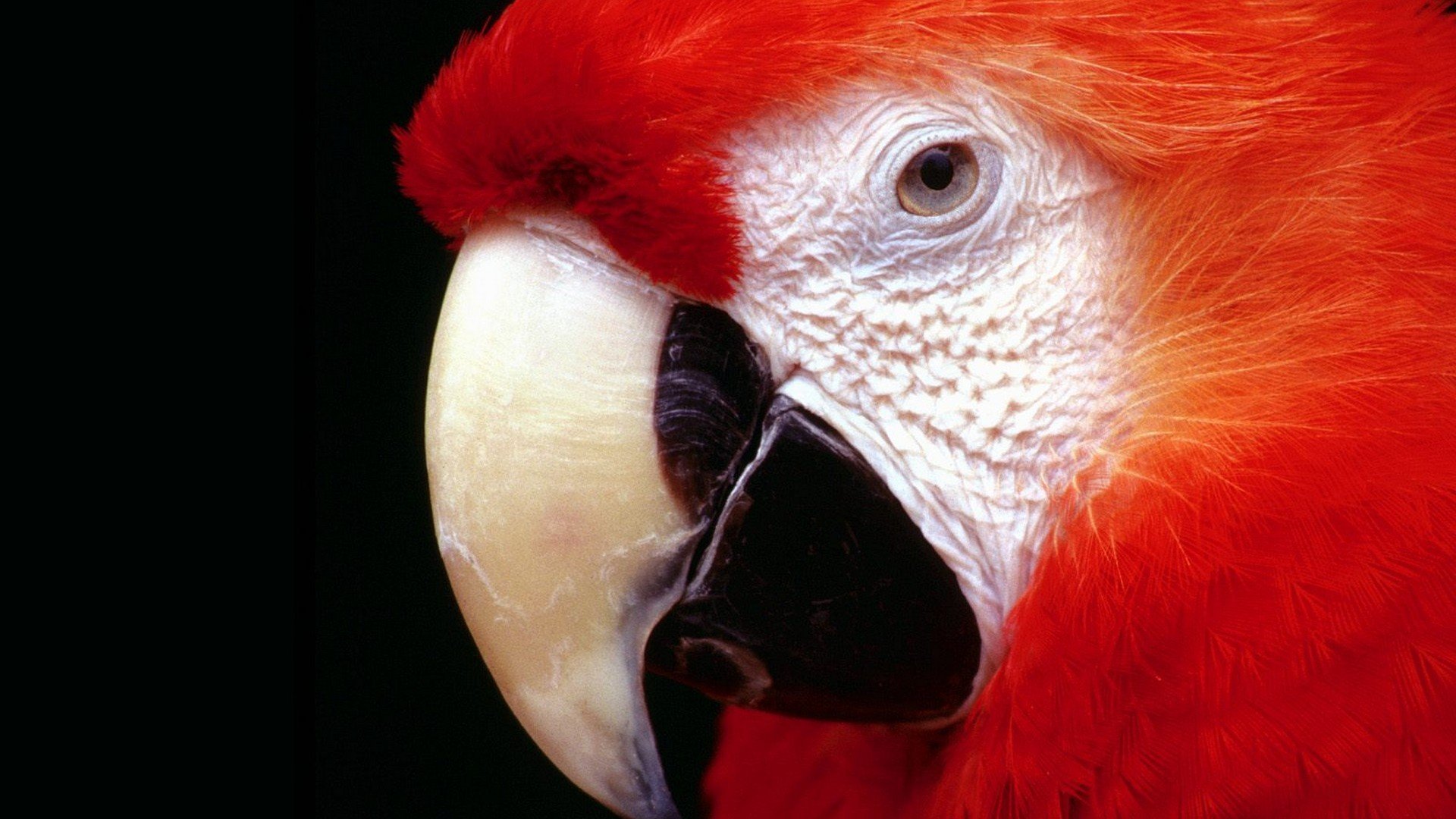 birds, Parrots, Scarlet, Macaws, Macaw Wallpaper