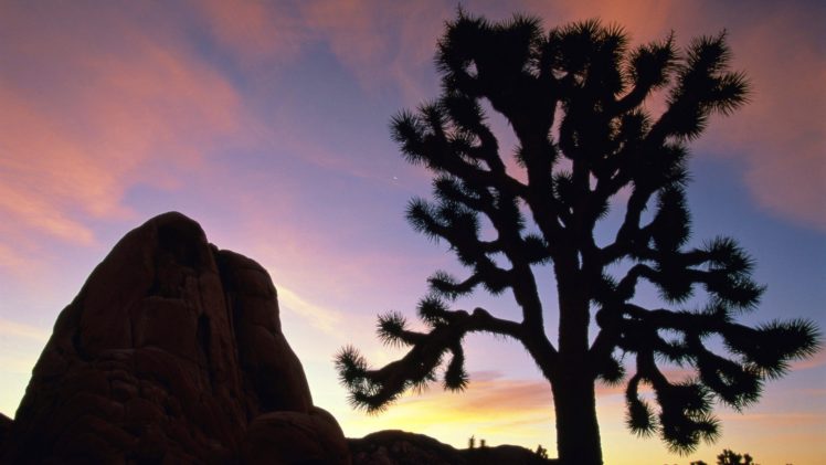 sunset, California, National, Park, Joshua, Joshua, Tree, National, Park HD Wallpaper Desktop Background