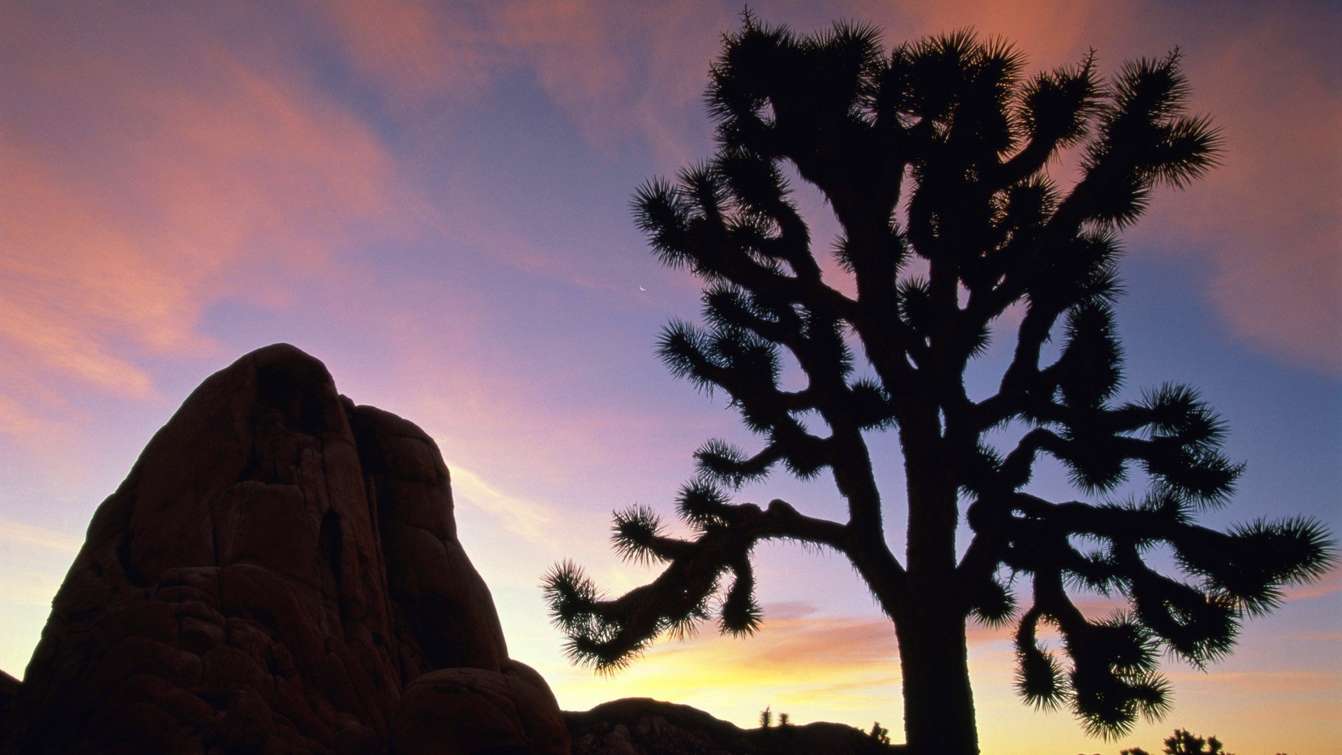 sunset, California, National, Park, Joshua, Joshua, Tree, National, Park Wallpaper