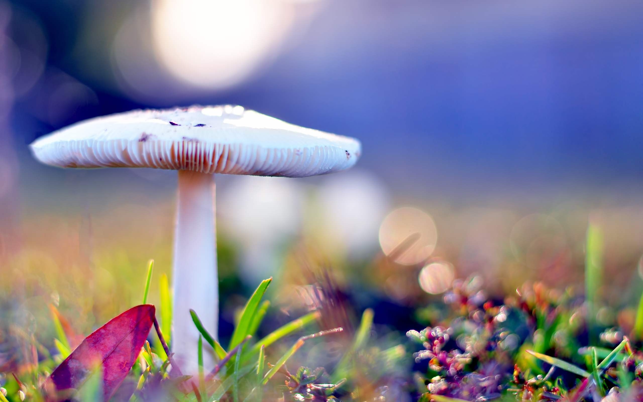 Mushroom After Rain Wallpapers Hd Desktop And Mobile Backgrounds