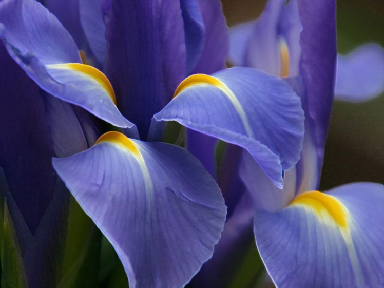 flowers, Macro, Irises HD Wallpaper Desktop Background