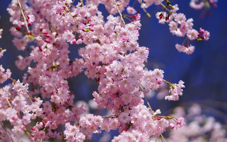 nature, Flowers, Pink, Flowers HD Wallpaper Desktop Background