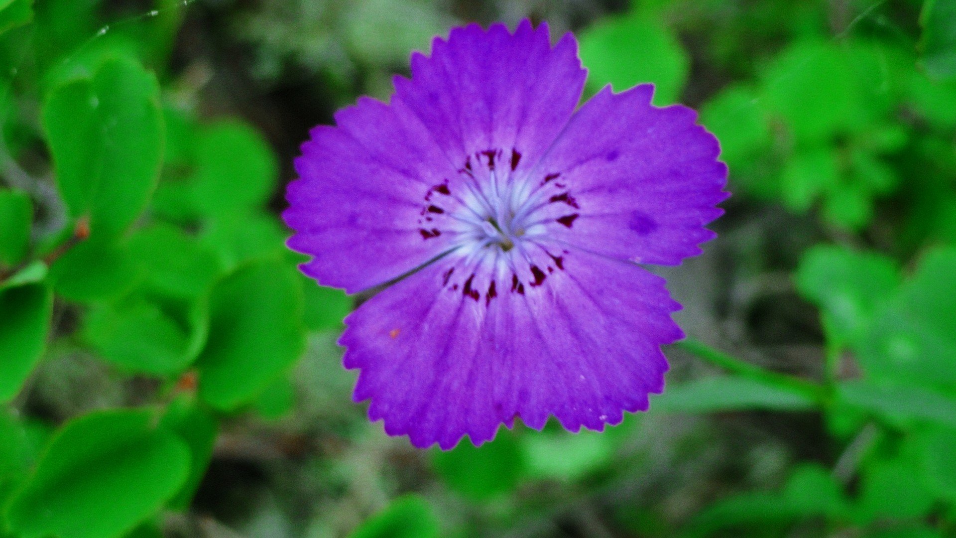 nature, Flowers Wallpaper