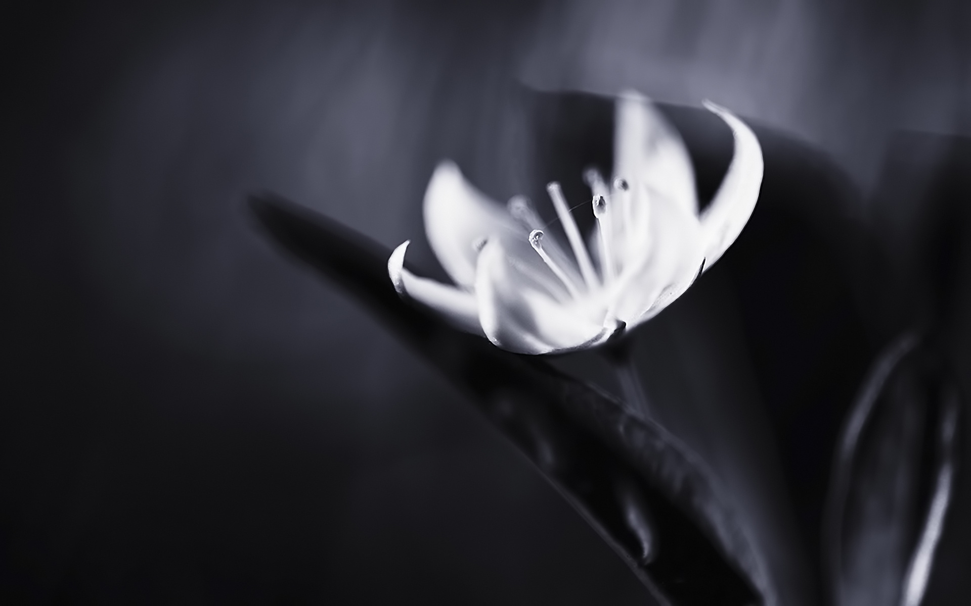 black, White, Macro Wallpaper