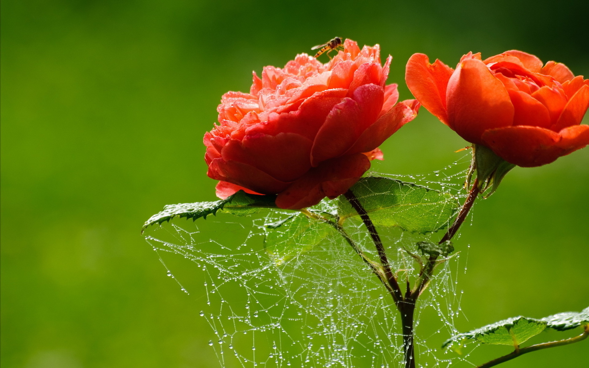 drops, Spider, Web Wallpapers HD / Desktop and Mobile Backgrounds