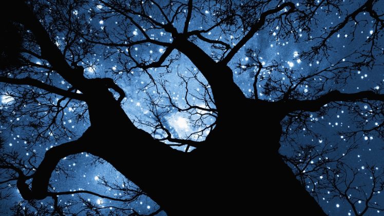 trees, Night, Stars HD Wallpaper Desktop Background